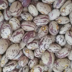 لوبیا چیتی یک کیلوگرم درجه 1