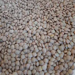 عدس ریز 1 کیلویی