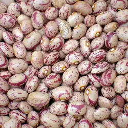 لوبیا چیتی100کیلویی اعلا عمده