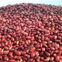 لوبیا قرمز محلی ایرانییک کیلو زودپز لوبیاقرمز