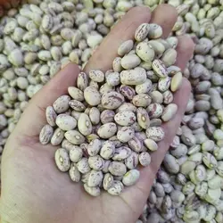 لوبیا چیتی ایرانی درجه یک بار جدید نیم کیلو