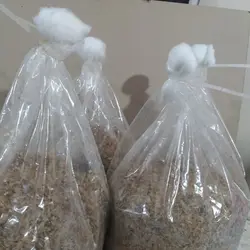 قارچ گانودرما کمپوست بسته 2کیلویی در خانه و اتاق و پارکینگ و انباری میشه پرورش داد تخفیف ویژه جدید