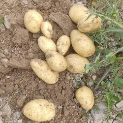 سیب زمینی بذری جدید