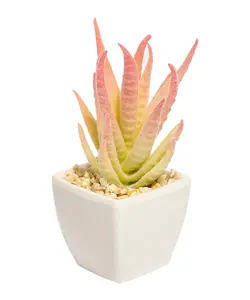 گلدان کاکتوس خوشه ای