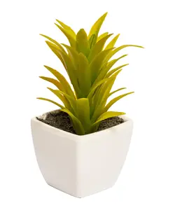 گلدان کاکتوس خوشه ای