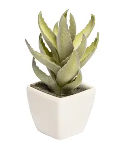 گلدان کاکتوس خوشه ای برگ پهن