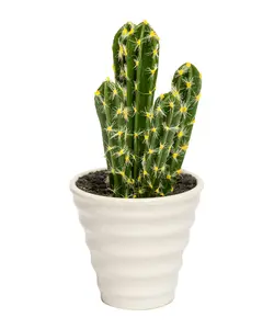 گلدان کاکتوس پنج شاخه بلند