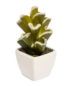 گلدان کاکتوس پرزدار