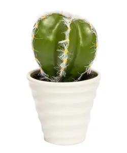 گلدان کاکتوس توپی