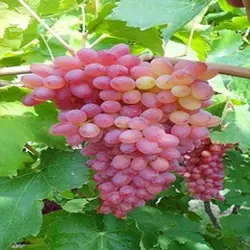 انگور بی دانه قرمز