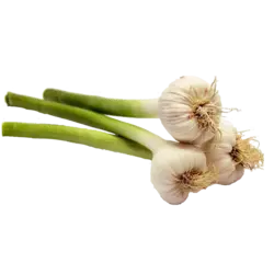 سیر تازه (کیلویی)