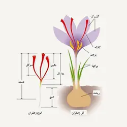 زعفران یک مثقال سرگل