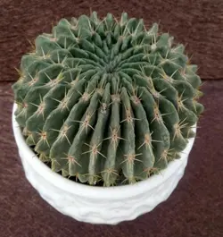 بذر کاکتوس نوتو میکس بسته 30 عددی