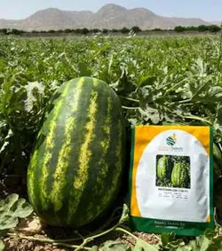 بذر هندوانه 1740 هیبرید فوق پربار ایتالیایی بسته 10 عددی