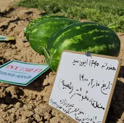 بذر هندوانه 1740 هیبرید فوق پربار ایتالیایی بسته 10 عددی