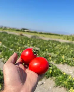 بذر گوجه فرنگی برنوا هیبرید فوق پربار ایتالیایی بسته 10 عددی