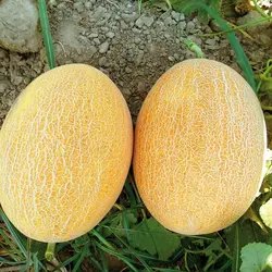 بذر ملون جسیکا هیبرید فوق پربار ایتالیایی بسته 10 عددی