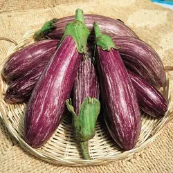 بذر بادمجان لیستادا کشیده خوش رنگ بسته 10 عددی
