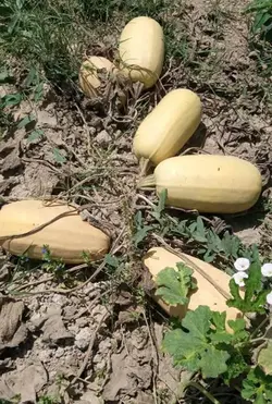 بذر کدو آجیلی هیبرید لیندا بسته 5 عددی