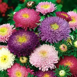 بذر گل مینا شاخه بریده میکس آلمانی بسته 10 عددی