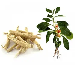 بذر جینسینگ هندی بسته 20 عددی