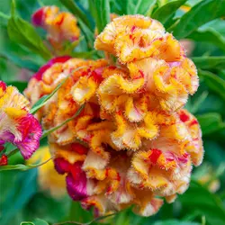 بذر گل تاج خروس پرتقالی قرمز ژاپنی بسته 30 عددی - فردین کشت