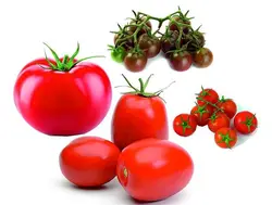 بذر گوجه فرنگی هیبرید میکس آمریکایی فوق پربار بسته 10 عددی