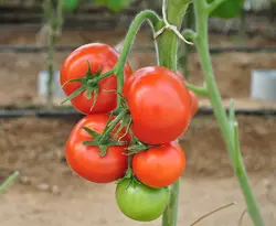 بذر گوجه فرنگی آرمان گلخانه ای داربستی هیبرید فوق پربار دانژه بسته 5 عددی