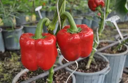 بذر فلفل دلمه رز قرمز گلخانه ای داربستی هیبرید فوق پربار بسته 5عددی