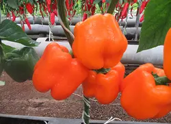 بذر فلفل دلمه سوفیا نارنجی گلخانه ای داربستی هیبرید فوق پربار بسته 5عددی