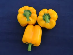بذر فلفل دلمه پرتو زرد گلخانه ای داربستی هیبرید فوق پربار بسته 5عددی