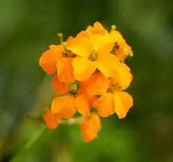بذر شب بو اسکارلت معطر ژاپنی بسته 20عددی - فردین کشت