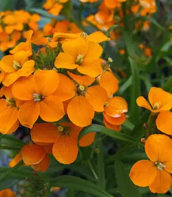 بذر شب بو اسکارلت معطر ژاپنی بسته 20عددی - فردین کشت
