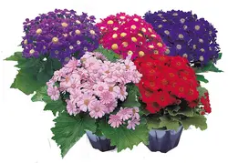 بذر گل سینره ژاپنی رنگارنگ بسته 10 عددی - فردین کشت