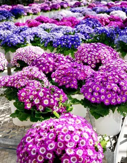 بذر گل سینره ژاپنی رنگارنگ بسته 10 عددی - فردین کشت