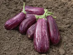 بذر بادمجان چیتی هیبرید 600 فوق پربار دانژه- بسته 5 عددی