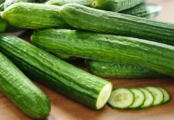 بذر خیار 3177 هیبرید فوق پربار گلخانه ای داربستی دانژه