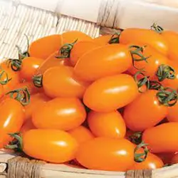 بذر گوجه فرنگی تخم مرغی نارنجی بسته 10 عددی