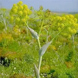 بذر آنغوزه شیرین طبسی بسته 200 عددی