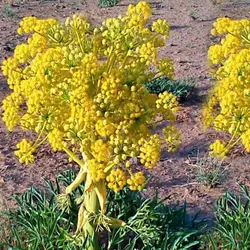 بذر آنغوزه شیرین طبسی بسته 200 عددی