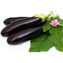بذر بادمجان قلمی هیبرید آرشام فوق پربار بسته 5 عددی