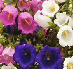 بذر گل استکانی چند رنگ میکس بسته 50 عددی - فردین کشت
