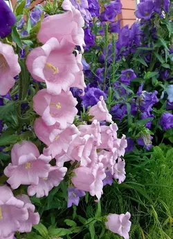 بذر گل استکانی چند رنگ میکس بسته 50 عددی - فردین کشت