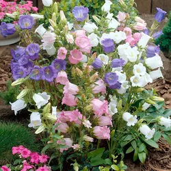 بذر گل استکانی چند رنگ میکس بسته 50 عددی - فردین کشت