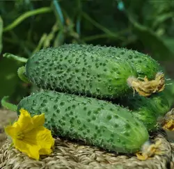 بذر خیار خاردار بابک هیبرید فوق پربار بسته 5 عددی