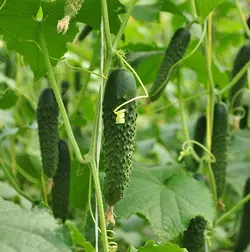 بذر خیار خاردار بابک هیبرید فوق پربار بسته 5 عددی