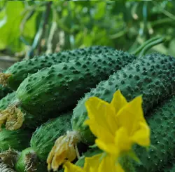 بذر خیار خاردار بامداد هیبرید فوق پربار بسته 5 عددی