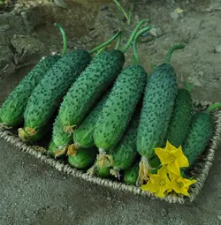 بذر خیار خاردار بامداد هیبرید فوق پربار بسته 5 عددی