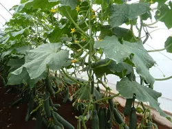 بذر خیار بوته ای هیبرید آمیران آمریکایی بسته 10 عددی