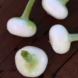 بذر پیاز سفید اسپانیایی بسته ۴۰ عددی
